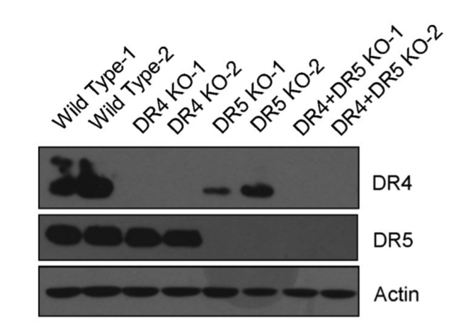 DR4 antibody | knockout validation | Cell Signaling 42533 figure 1