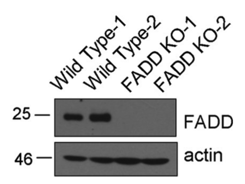 FADD antibody | knockout validation | BD Transduction 610400 figure 1
