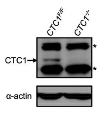 CST complex subunit CTC1 antibody | knockout validation | Millipore MABE1103 figure 1