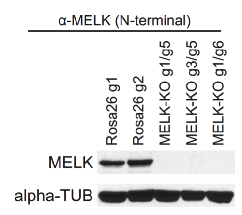 MELK antibody | knockout validation | Abcam ab108529 figure 1
