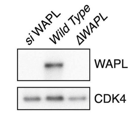WAPL antibody | knockout validation | Santa Cruz sc-365189 figure 1