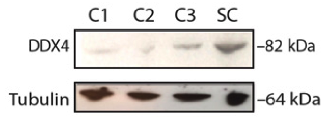 DDX4 antibody | knockout validation | Cell Signaling 8761 figure 1