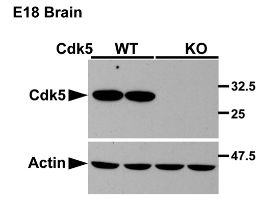 Cdk5 antibody | knockout validation | Santa Cruz sc-249 figure 1