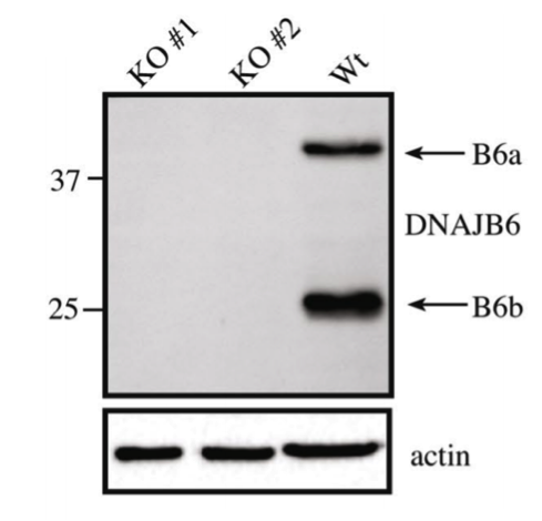 DNAJB6 antibody | knockout validation | Abcam ab198995 figure 1