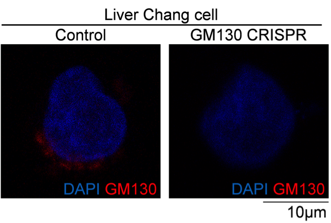 GM130 Alexa Fluor® 647 antibody | knockout validation | BD Biosciences 558712 figure 1