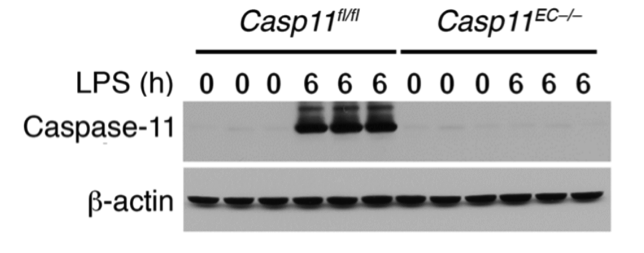 Caspase-11 antibody | knockout validation | Novus Biologicals NB120-10454 figure 1
