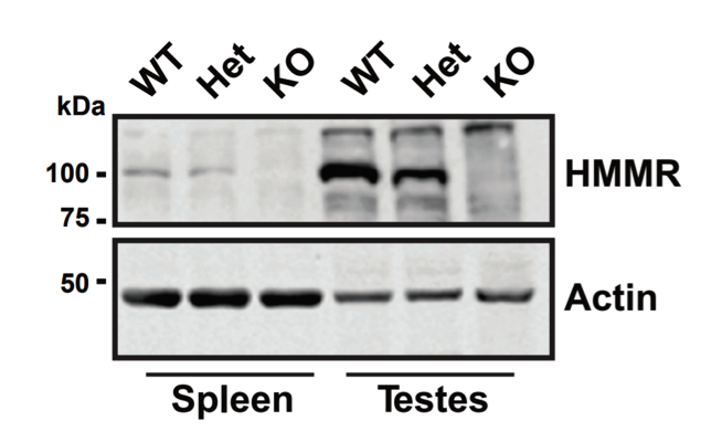 CD168 antibody | knockout validation | Abcam ab124729 figure 1