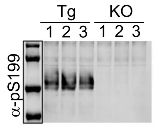 Tau (Ser199) antibody | knockout validation | Thermo Fisher Scientific 701054 figure 1