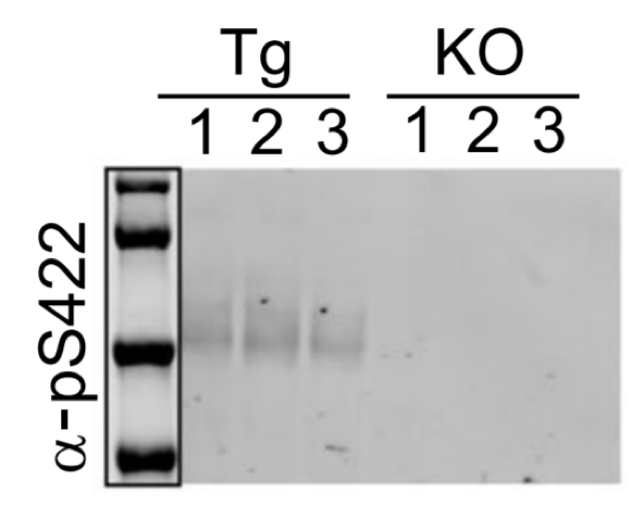 Tau (phospho S422) antibody | knockout validation | Abcam ab79415 figure 1