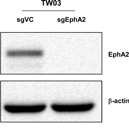 EphA2 antibody | knockout validation | Cell Signaling 6997 figure 1
