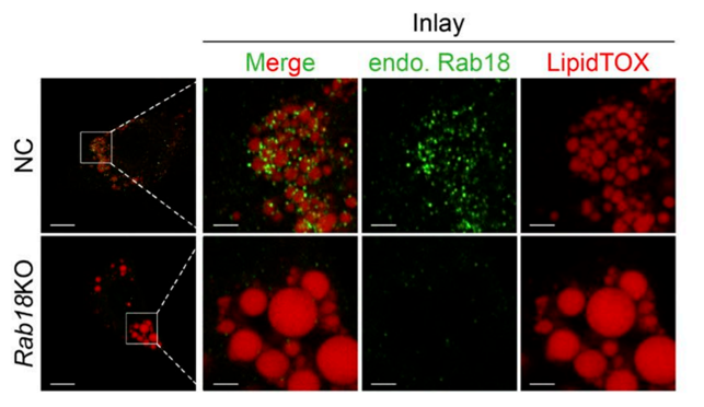 Rab18 antibody | knockout validation | Proteintech 60057-1-Ig figure 1