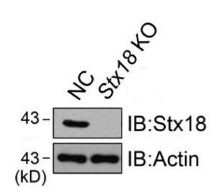 Syntaxin 18 antibody | knockout validation | Santa Cruz sc-293067 figure 1