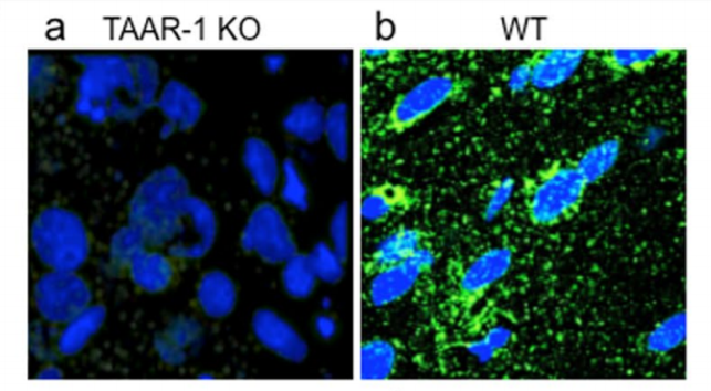 TaR antibody | knockout validation | Santa Cruz sc-398096 figure 1