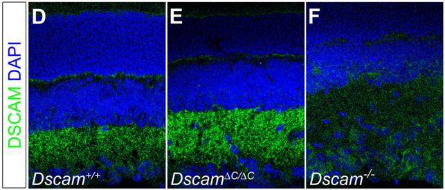 DSCAM antibody | knockout validation | R&D Systems MAB36661 figure 1