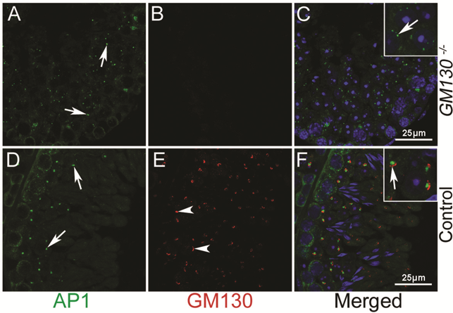 GM130 antibody | knockout validation | Abcam ab52649 figure 1