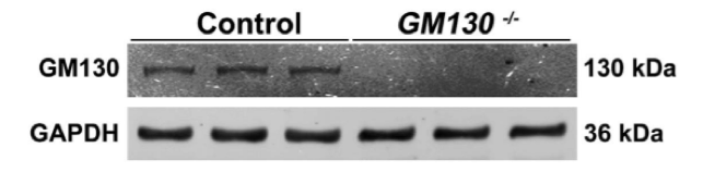 GM130 antibody | knockout validation | Abcam ab52649 figure 2