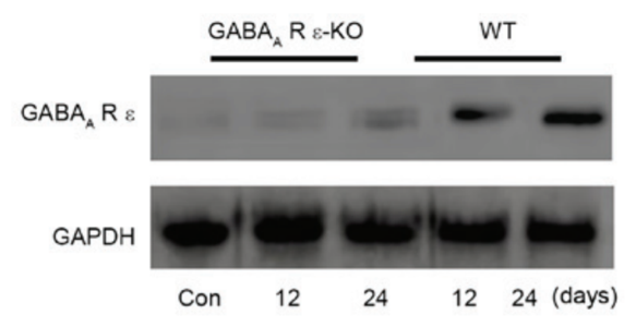 GABAA Rε antibody | knockout validation | Santa Cruz sc-271668 figure 1