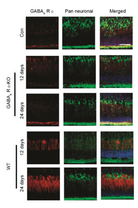GABAA Rε antibody | knockout validation | Santa Cruz sc-271668 figure 2