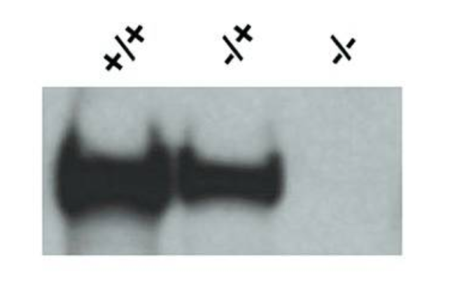 TRIP230/TRIP11 antibody | knockout validation | LifeSpan Biosciences LS-C20059 figure 1
