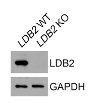 CLIM-1 antibody | knockout validation | Santa Cruz sc-101088 figure 1