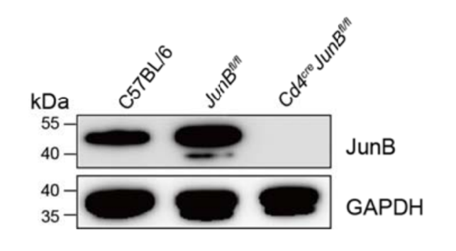 JunB antibody | knockout validation | Cell Signaling 3753 figure 1