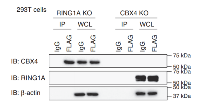 Ring1A antibody | knockout validation | Cell Signaling 13069 figure 1