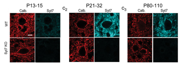 Synaptotagmin-7antibody | knockout validation | UC Davis/NIH NeuroMab Facility 75-265 figure 1