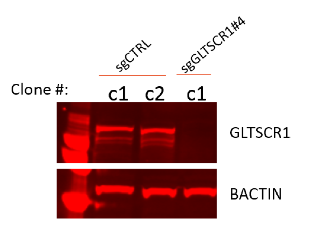 GLTSCR1 antibody | knockout validation | Santa Cruz sc-515086 figure 1