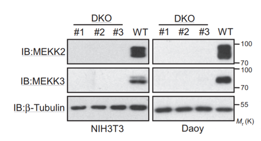 MEKK2 antibody | knockout validation | Abcam ab33918 figure 1