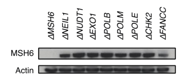 MSH6 antibody | knockout validation | Cell Signaling 5424 figure 1