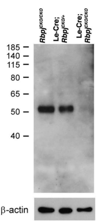 RBP-Jk antibody | knockout validation | CosmoBio SIM-2ZRBP1 figure 1
