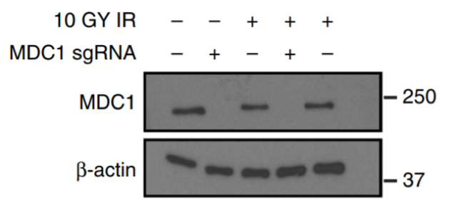 MDC1 antibody | knockout validation | Millipore 05-1572 figure 1