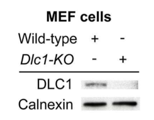 DLC-1 antibody | knockout validation | BD Biosciences 612020 figure 1
