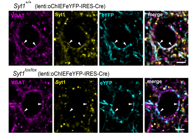 Synaptotagmin 1 antibody | knockout validation | Synaptic Systems 105 011 figure 1
