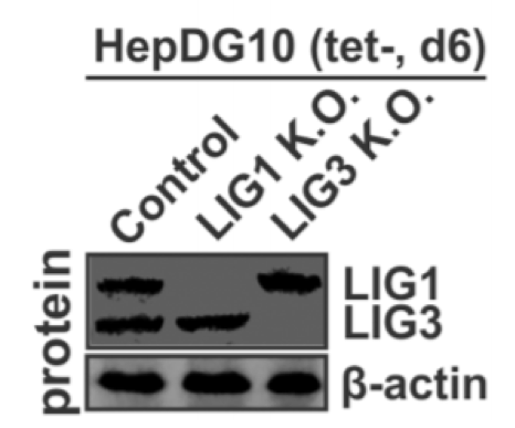 DNA Ligase III antibody | knockout validation | Santa Cruz sc-390922 figure 1