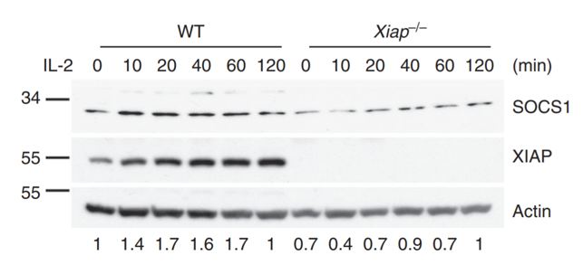 XIAP antibody | knockout validation | BD Biosciences 610717 figure 1