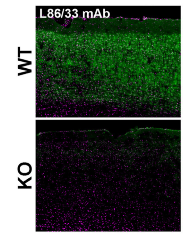 AMIGO-1 antibody | knockout validation | NeuroMab 73-317 figure 1