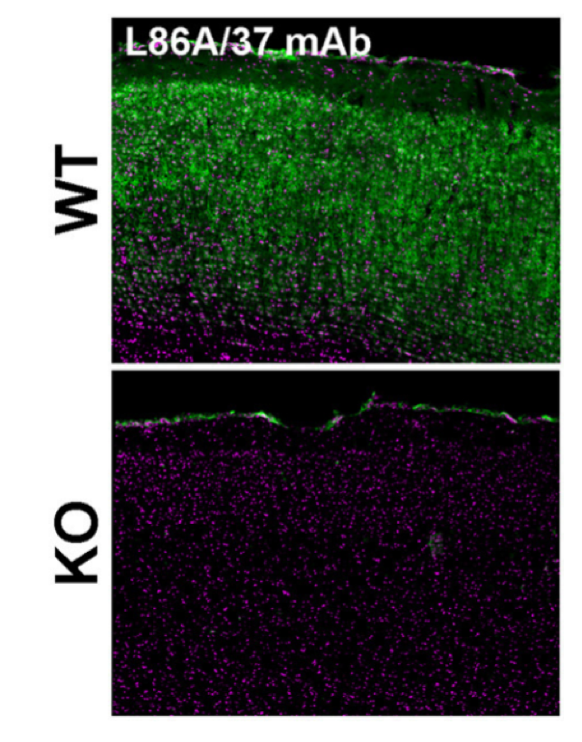 AMIGO-1 antibody | knockout validation | NeuroMab 75-329 figure 1