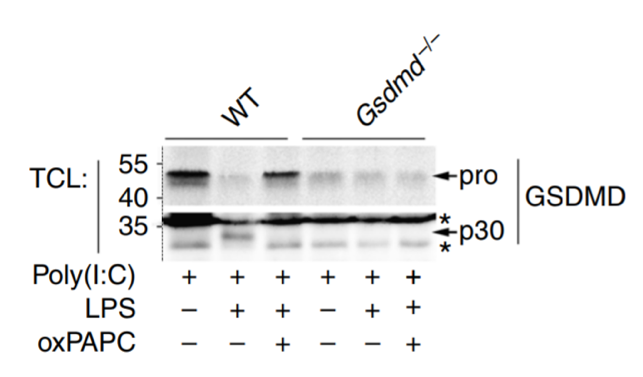 GSDMDC1 antibody | knockout examination | Santa Cruz sc-393581 figure 1