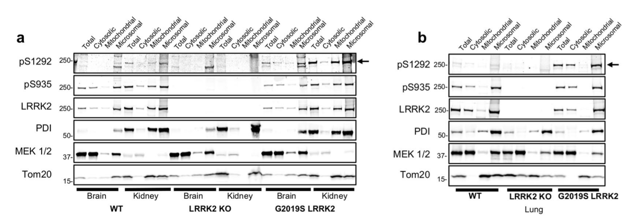 LRRK2 (phospho S935) antibody | knockout validation | Abcam ab133450 figure 1