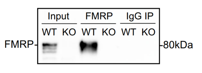 FMRP antibody | knockout validation | Cell Signaling 7104S figure 1