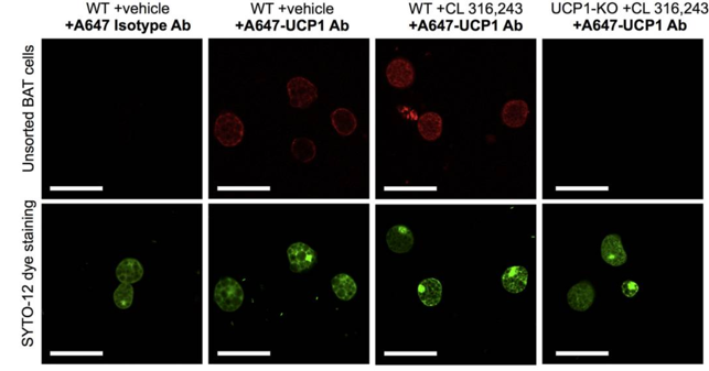 UCP1 antibody | knockout validation | R&D Systems MAB6158 figure 1