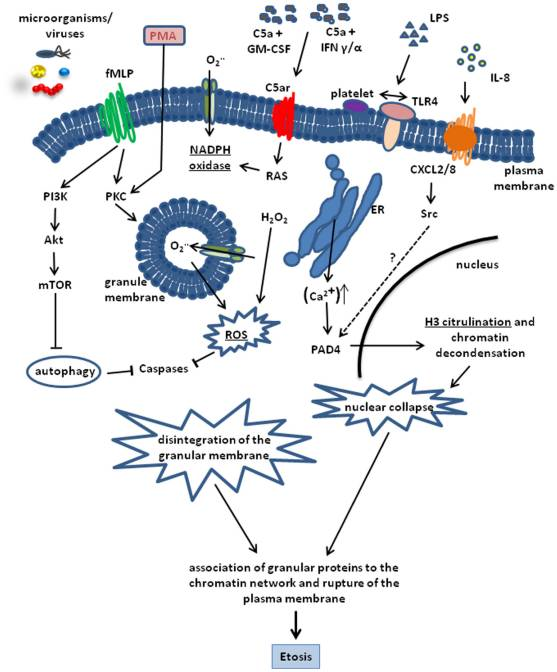 Extracellular Traps – NETosis and METosis figure 1