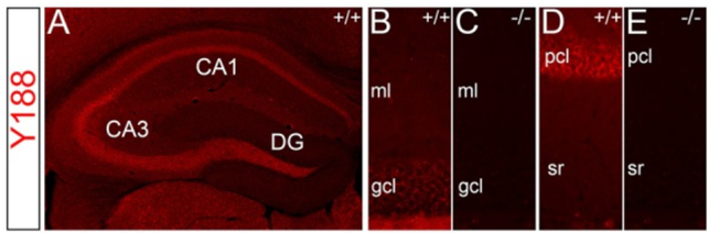 Amyloid Precursor Protein antibody | knockout validation | Abcam ab32136 figure 1