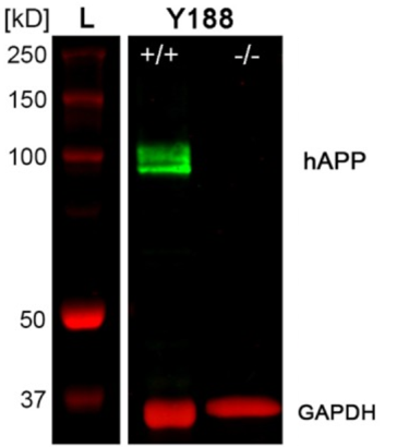 Amyloid Precursor Protein antibody | knockout validation | Abcam ab32136 figure 2