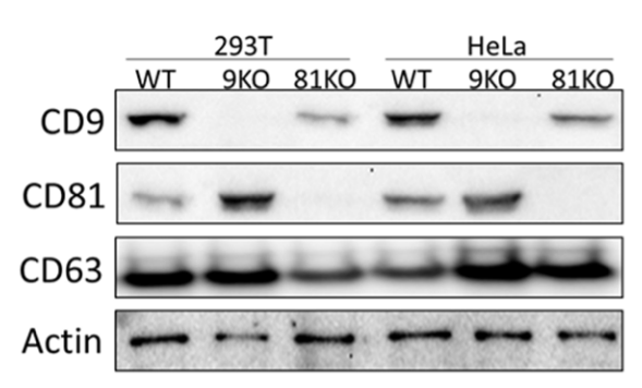 CD81 antibody | knockout validation | BD Pharmingen 555675 figure 1