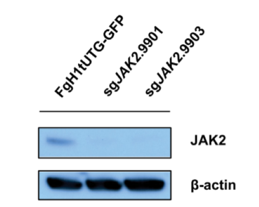 Jak2 antibody | knockout validation | Cell Signaling 3230 figure 1