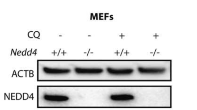 Nedd4 antibody | knockout validation | BD Biosciences 611481 figure 1