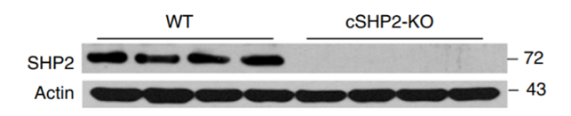 SH-PTP2 antibody | knockout validation | Santa Cruz sc-7384 figure 1
