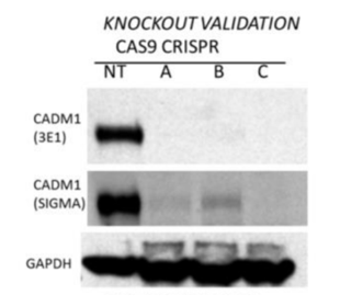 CAM (TSLC1/CADM1) antibody | knockout validation | MBL International CM004-3 figure 1